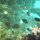 Schnorcheln bei 'Snappers-Cave', verschiedene Riffbarsche